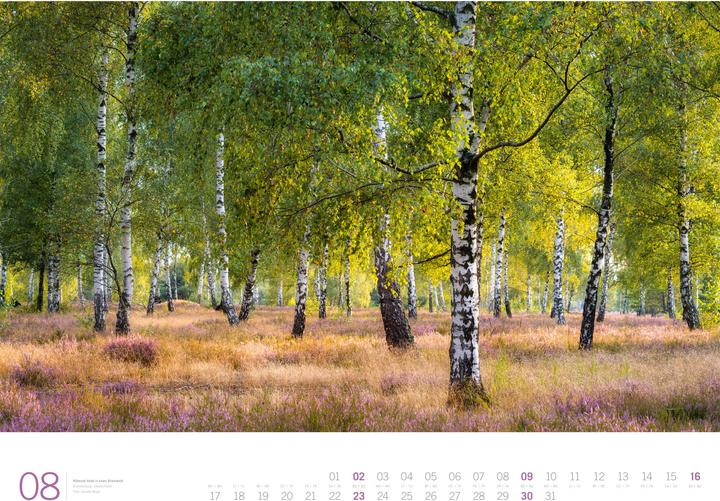 Produktbild Wald - Gallery Kalender 2026 (66 x 50 cm, Harter Einband, Englisch, Deutsch)