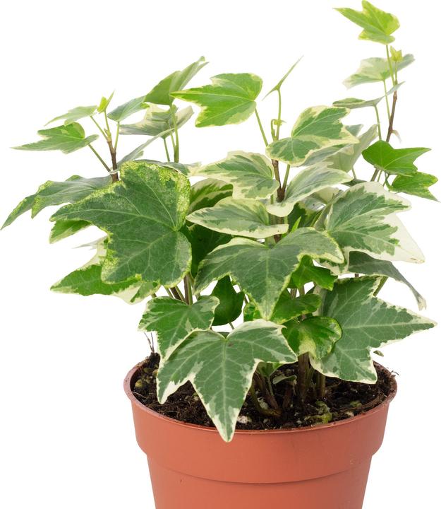 Actual product image Flowerbox Common ivy colourful - height ca. 15 cm, pot-Ø 9 cm - Hedera helix (15 cm)