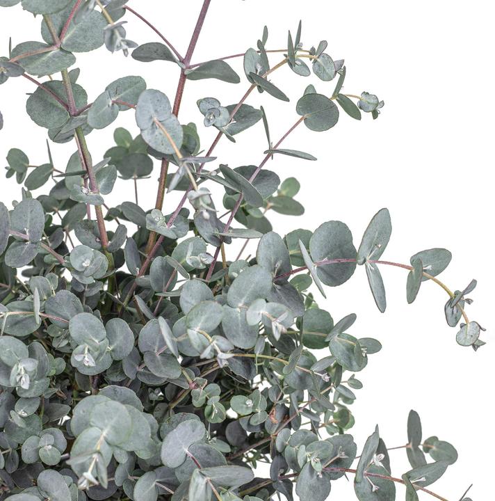 Immagine prodotto Flowerbox Eucalipto - Eucalyptus gunnii (45 cm)