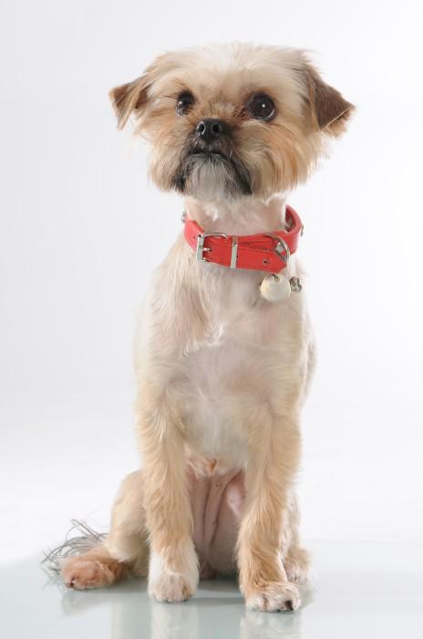 Produktbild Mason Cash Cane Non Tip Lettered Dog Bowl 21cm