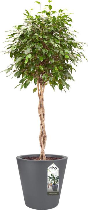 Actual product image Elho Planter Pure straight round plastic 65 H 68,5 cm anthracite (64 cm)
