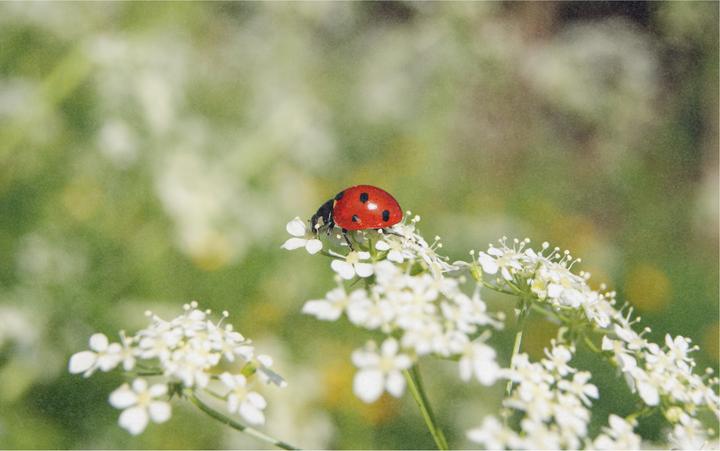 Produktbild Zollinger Bio Blumenmischung für Marienkäfer (Blumensamen)