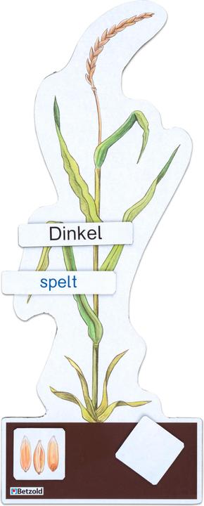 Image du produit Betzold Déterminer le set économique céréales (Allemand, Français, Anglais)