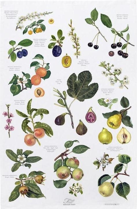 Actual product image Øvrige Viskestykke TeaTowel 48x70 cm - Frugt (48 x 70 cm)