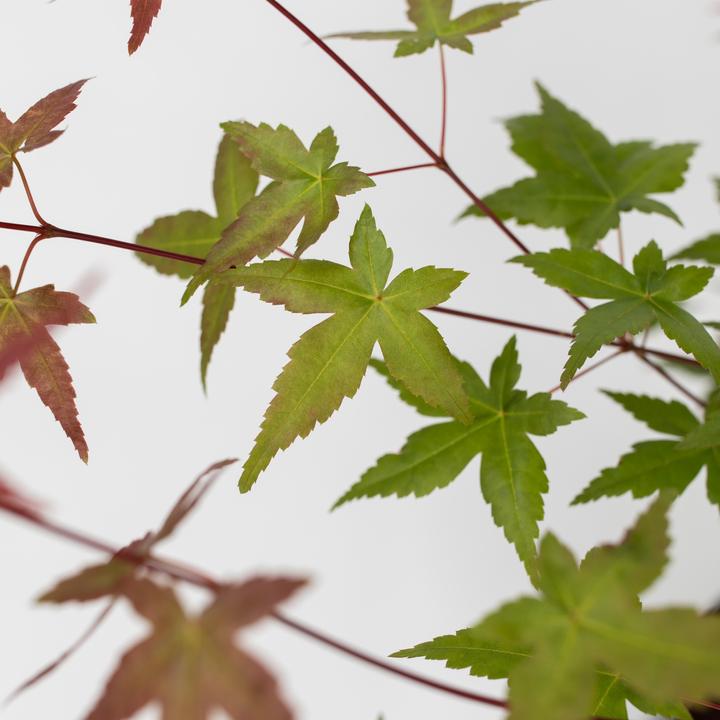 Produktbild Plant in a Box Acer palmatum 'Beni Maiko' - 2er Set Ahornbäume (60 cm)