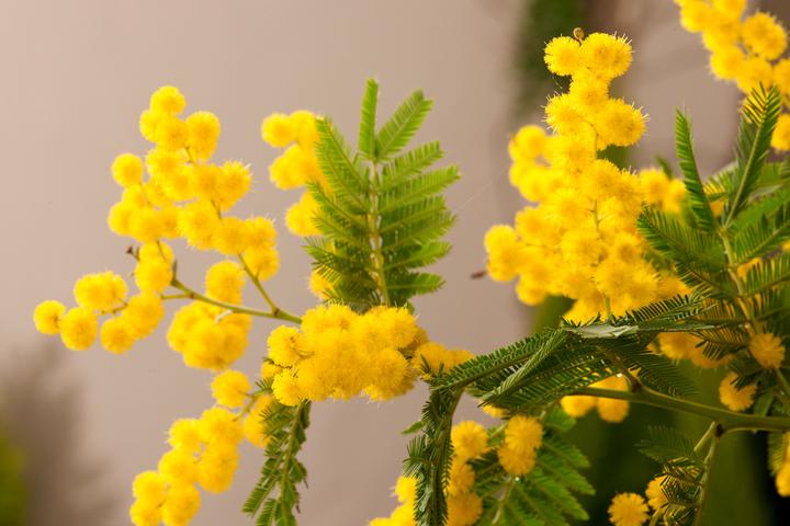 Actual product image Plant in a Box Acacia dealbata Mimosa - Mimosa plants set of 3 (40 cm)
