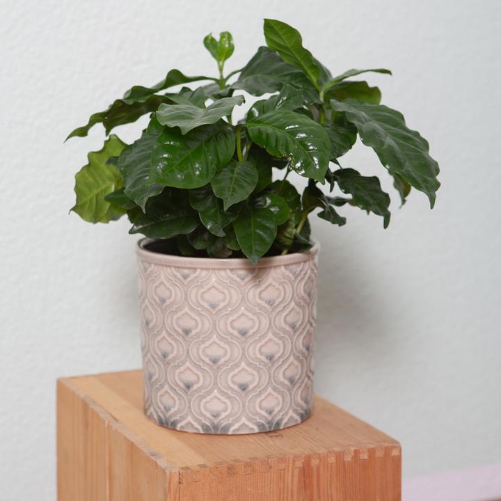 Image du produit VEG and the City Afra (caféier Coffea) (30 cm)
