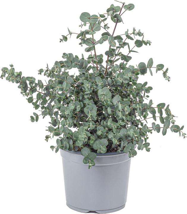 Immagine prodotto Flowerbox Eucalipto - Eucalyptus gunnii (45 cm)
