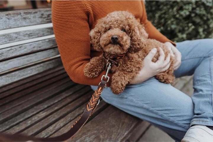 Immagine prodotto Hunter Guinzaglio per cani con cordino di educazione solida (Cane, Generale)