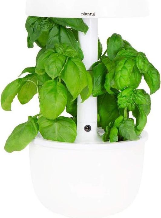 Immagine prodotto Plantui Basilico (Semi di erbe)