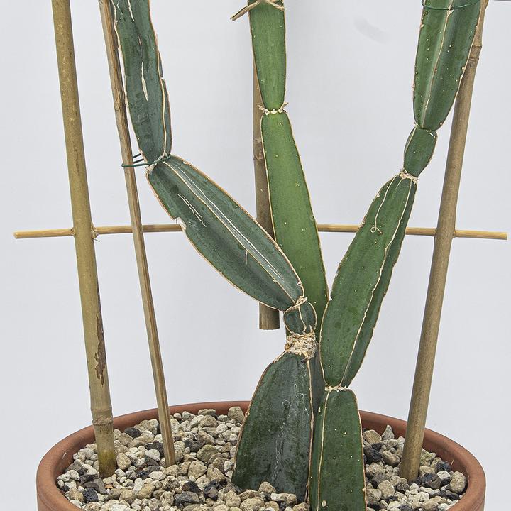 Produktbild Kakteen Gautschi Cissus quadrangularis (70 cm)