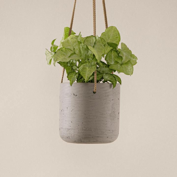 Immagine prodotto Mary and Plants Syngonium White Butterfly con vaso HAY in grigio chiaro