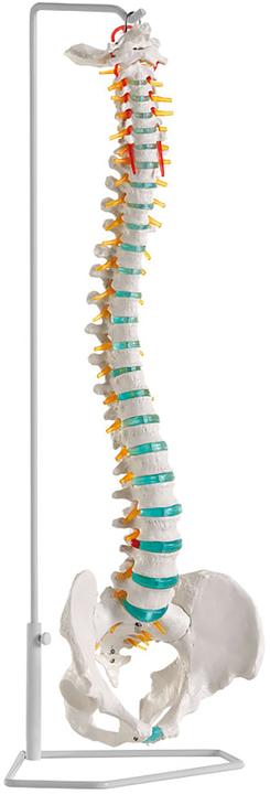 Erler Zimmer Colonne vertébrale flexible