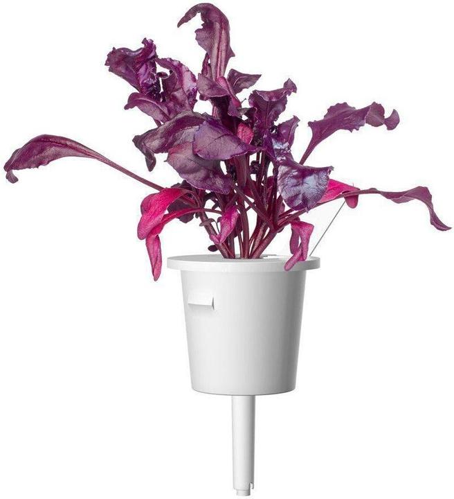 Produktbild Click and Grow Saatgut Roter Mangold (Gemüsesamen)