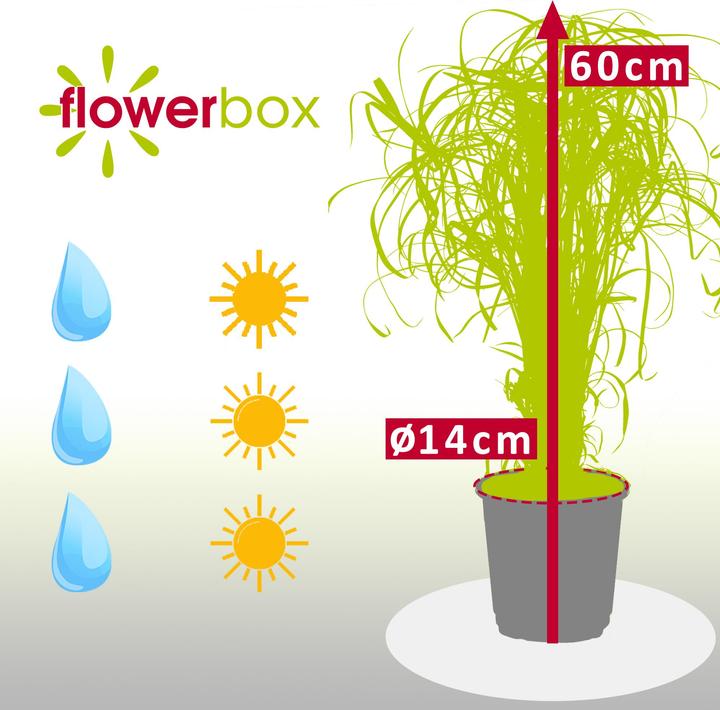 Image du produit Flowerbox Herbe de Chypre (60 cm)