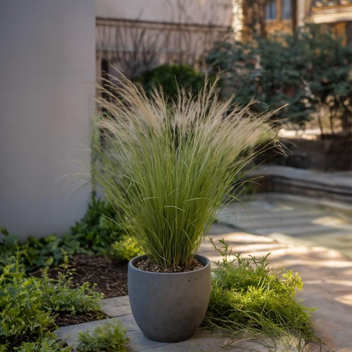 Actual product image Plant in a Box Stipa tenuifolia 'Pony Tails' - Set of 9 ornamental feather grasses (20 cm)