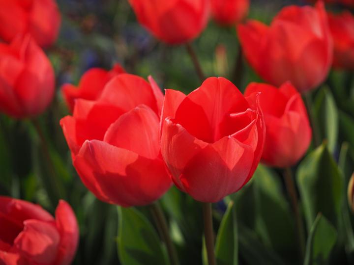 Image du produit Rutishauser Blumen Tulipes (Fleurs coupées)
