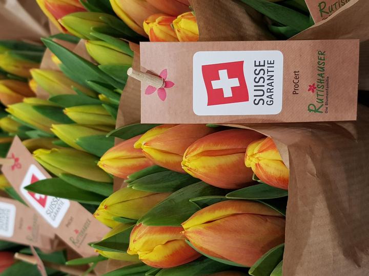 Actual product image Rutishauser Blumen Tulips (Cut flowers)