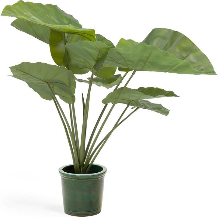Image du produit Kave Home Alocasia Odora (57 cm)