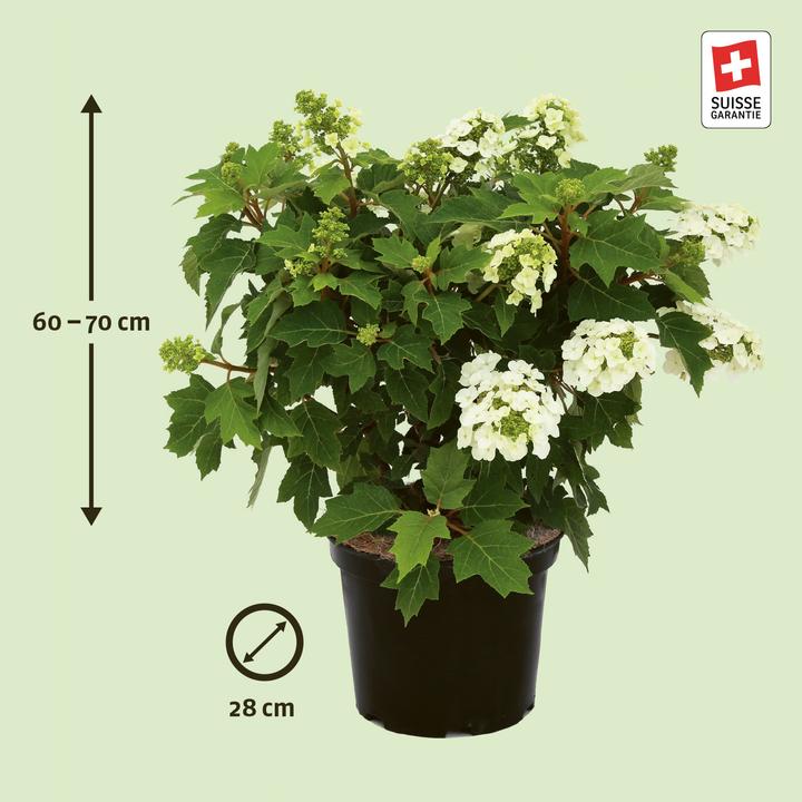 Actual product image Zulauf Oakleaf hydrangea (70 cm)