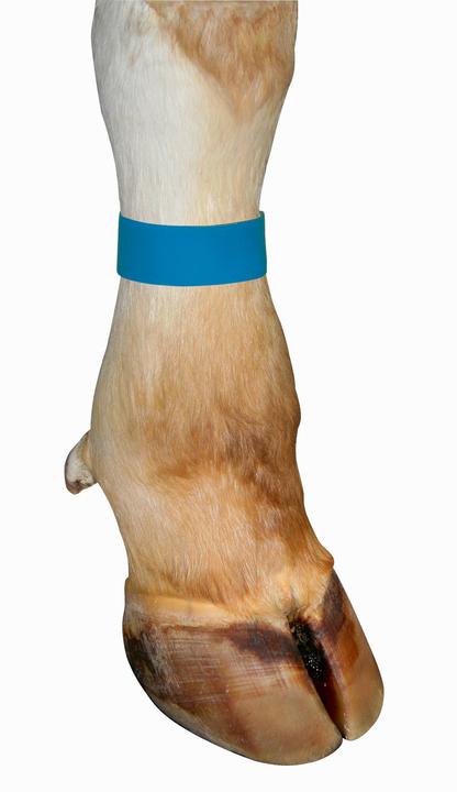 Actual product image Marking tapes for cows, with Velcro fastener, colour yellow, pack of 10