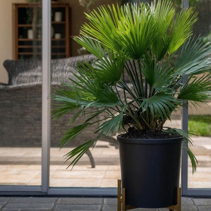 Image du produit Plant in a Box Chamaerops 'Vulcano' - Palmier nain volcanique (35 cm)