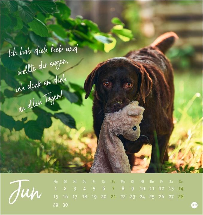 Image du produit Ziemlich beste Freunde Postkartenkalender 2026 - Für immer dein (Couverture rigide, Allemand)