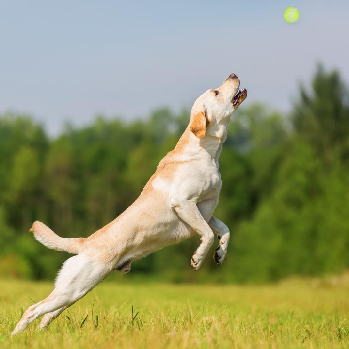 Actual product image Relaxdays Ball slingshot (Ball toy dog)