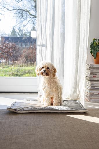 Productafbeelding Designed by Lotte Ligkussen Nalino (Hond)