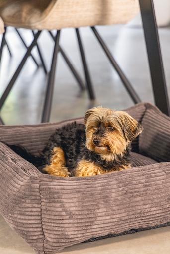 Produktbild Designed by Lotte Ribbed (Hund)