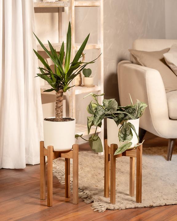 Actual product image feey Yucca (70 cm, Freshly repotted)