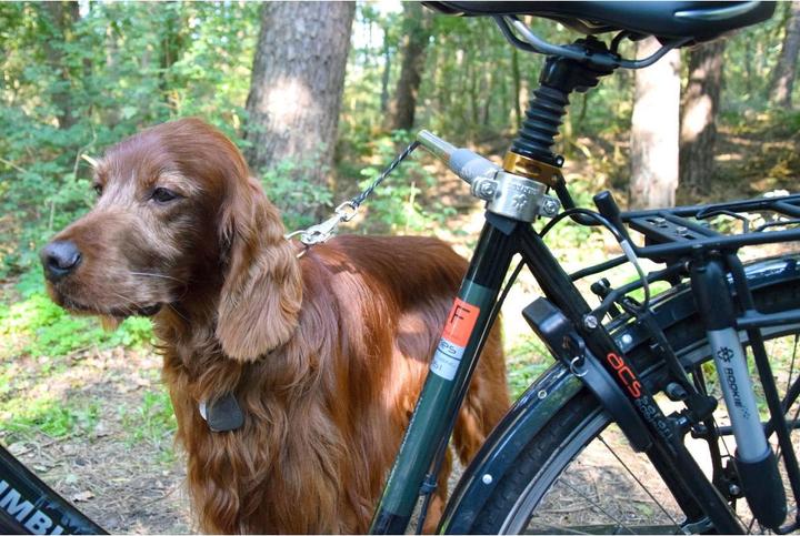 Immagine prodotto Dobar In più (Taglia unica, Cane, Passeggiare, Moto)