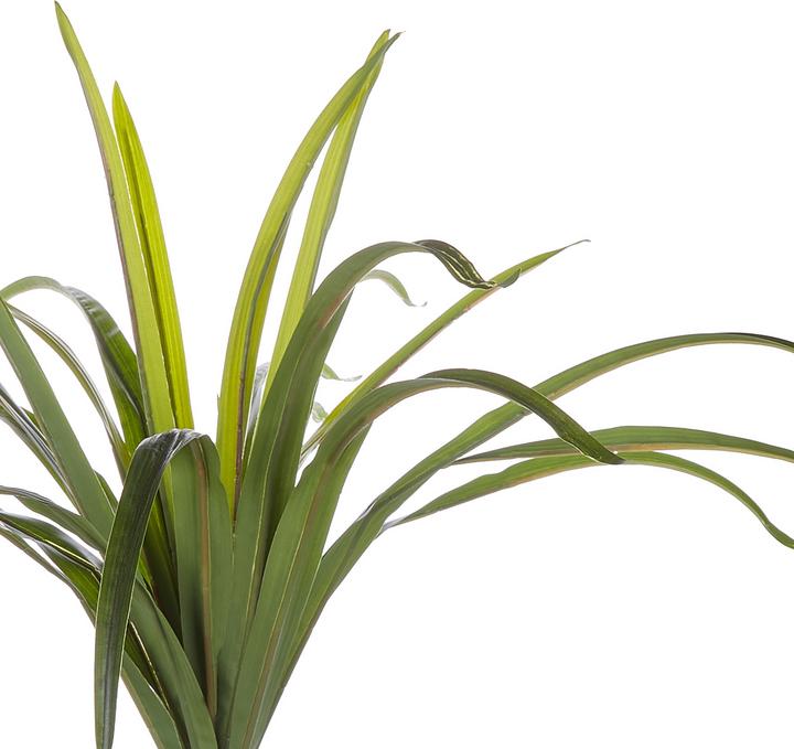 Immagine prodotto Beliani Dracaena Anita (147 cm)