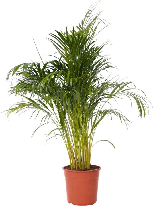 Produktbild Plant in a Box Dypsis Lutescens - Areca Goldfruchtpalme (140 cm)