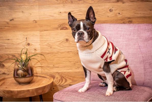 Immagine prodotto Chiara Ponticello LIMA (45, Maglione per cani)