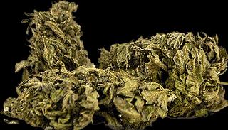 Actual product image Herba di Berna Blueberry Muffin Outdoor 45g (45 g, Outdoor)