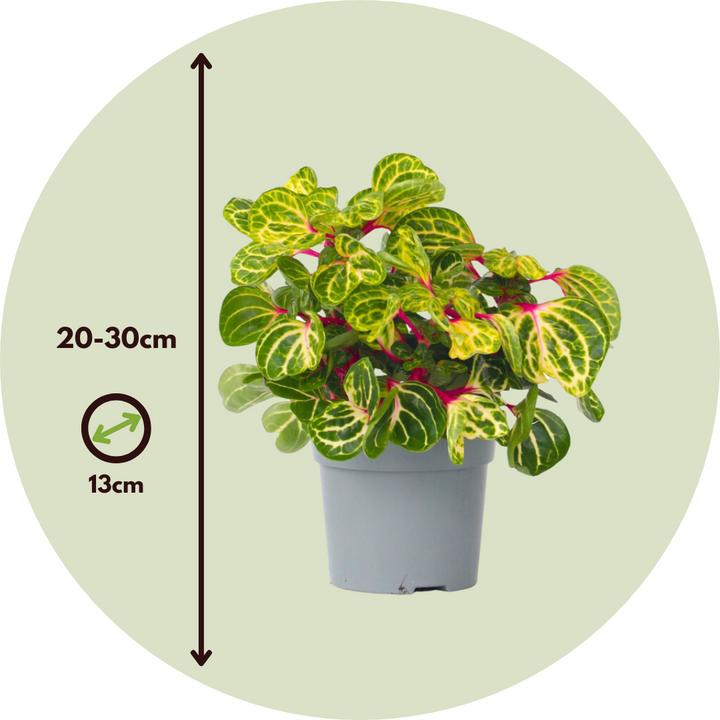 Produktbild Plant in a Box Iresine Herbstii - Blutblatt (20 cm)