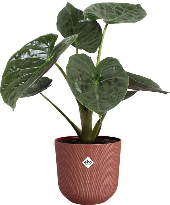 Actual product image Elho Jazz Rund (26 cm)
