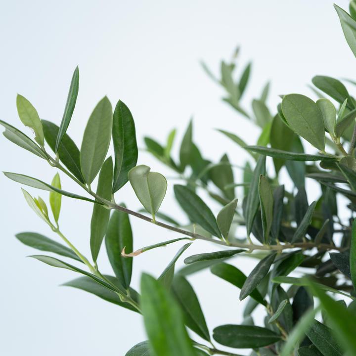 Actual product image Plant in a Box Olea Europaea - Olive tree bonsai in bowl (40 cm)