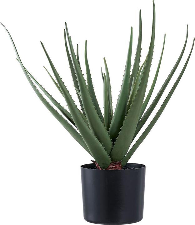 Produktbild House Nordic Aloe (51 cm)
