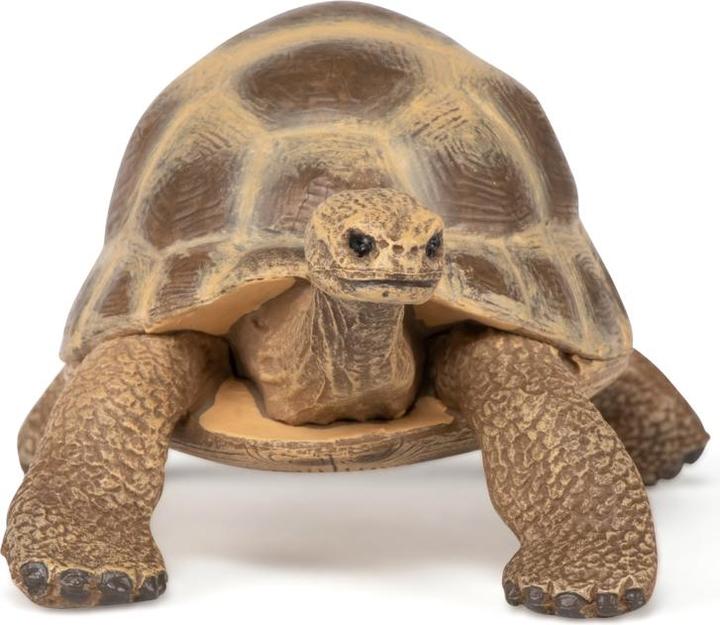 Actual product image Papo Hermann's turtle