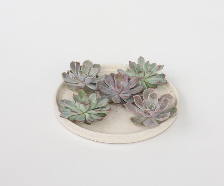 Immagine prodotto Plant in a Box Echeveria lilacina - miscela di 5 Echeveria fai da te (7 cm)