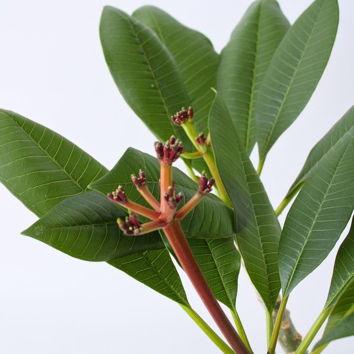 Actual product image Plant in a Box Plumeria Frangipani Pearl - Hawaii plant (70 cm)