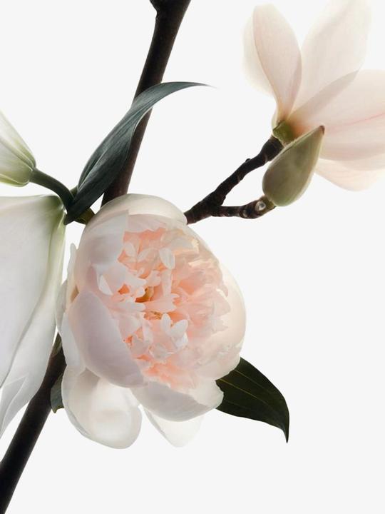 Actual product image Yves Saint Laurent Mon Paris - Floral Eau de Parfum (Eau de parfum, 50 ml)