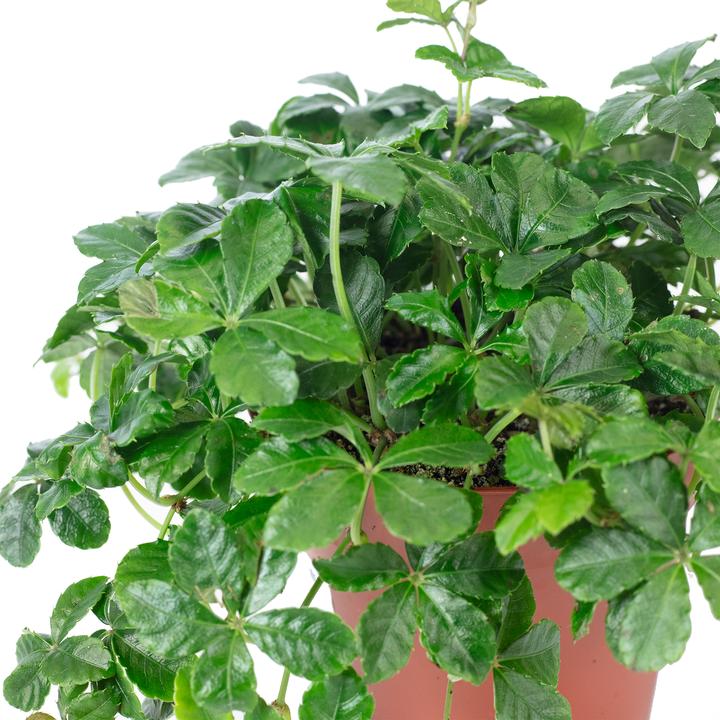 Produktbild Flowerbox Zimmerwein "Smit Verona Vein" - Parthenocissus striata (20 cm)