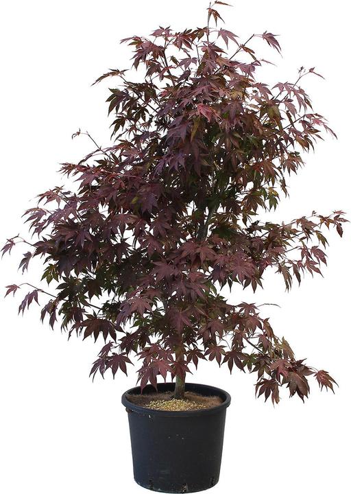 Image du produit Zulauf Japanischer Fächer-Ahorn / Acer palmatum 'Atropurpureum' (125 cm)