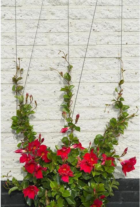 Image du produit Nature Wire trellis kit (1000 cm, 1000 cm)