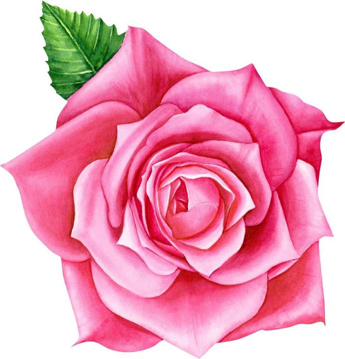 Immagine prodotto Trenddeko Rosa Rosa XXL (78 x 80 cm)