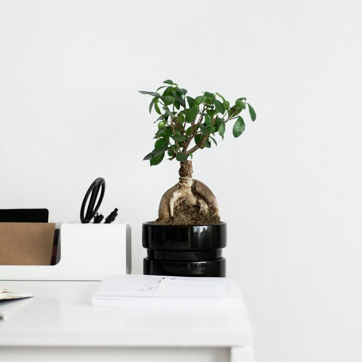 Image du produit Plant in a Box Ficus microcarpa Ginseng - Bonsaï (40 cm)