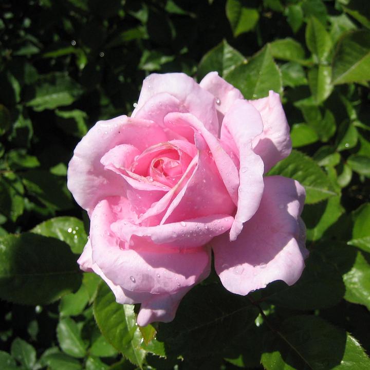 Actual product image Zulauf Renaissance Rose (40 cm)
